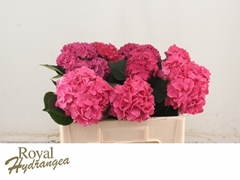 Hydrangea Rodeo Red 35cm 10-12cm Hd