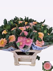 Chrysanth Single Marielle 75cm 115gr.