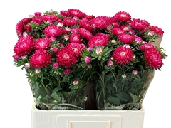 Callistephus Azumi Xl Red 60cm