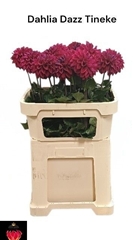 Dahlia Dazz Tineke 70cm
