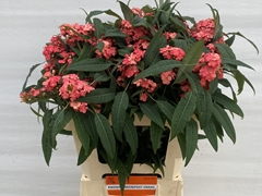 Euphorbia Fulgens Spray Pink Baron 60cm 5cm Hd