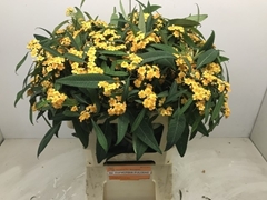 Euphorbia Fulgens Spray Sunstream 60cm 5cm Hd