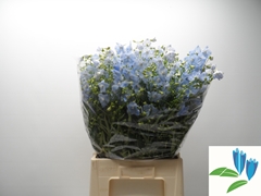 Delphinium Single Ballkleid 70cm