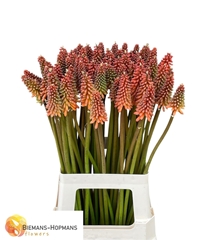 Kniphofia Alcazar 70cm