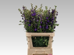 Consolida Regalis Qis Dark Blue 80cm