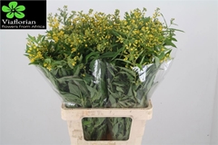Lysimachia Vulgaris 70cm