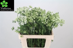 Orlaya Grandiflora White Finch 60cm