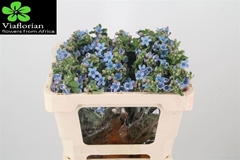 Oxypetalum Tanioka Pure Blue 50cm
