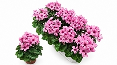 Cyclamen Persicum Illusia 10Ø 25cm