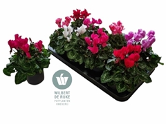Cyclamen Super Serie Allure 12Ø 25cm