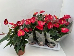 Anthurium Tremendo 17Ø 65cm