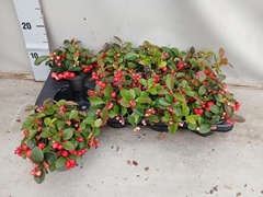 Gaultheria Red Diamond 11Ø 20cm