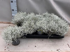 Leucophyta Brownii Challenge 9Ø 15cm