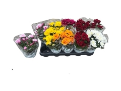 Chrysanth Mix 6 Mix 12Ø 23cm