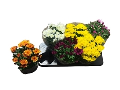 Chrysanth Double Mix 15Ø 30cm