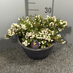 Gaultheria White Berry 25Ø 33cm