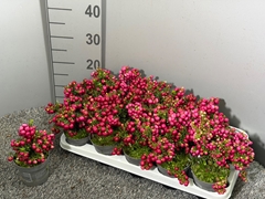Gaultheria Red Berry 10Ø 20cm