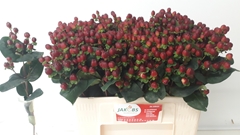 Hypericum Coco Montana 50cm