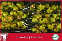 Cymbidium Apple Jack 80cm