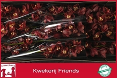 Cymbidium Priwine 60cm