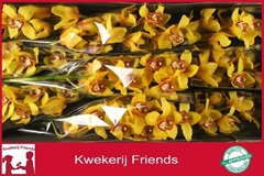 Cymbidium La Vie Stella 60cm