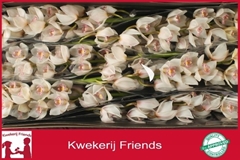 Cymbidium Noorderlicht 80cm