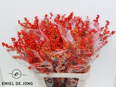 Ilex Verticillata Oudijk's Orange 90cm