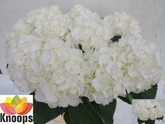 Hydrangea White Verena 80cm 21-23cm Hd