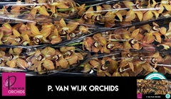 Cymbidium Charly Brown 80cm