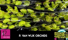 Cymbidium Bonyoni 80cm