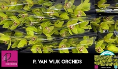 Cymbidium Bonyoni 60cm