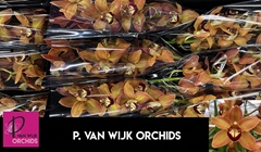 Cymbidium Charly Brown 60cm