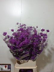 Callicarpa Bodinieri Profusion 110cm