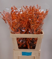 Ilex Verticillata Winter Gold 90cm