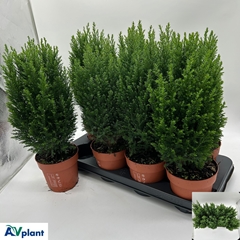 Chamaecyparis Ellwoodii 13Ø 47cm