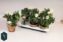 Helleborus Hgc Jonas 15Ø 35cm