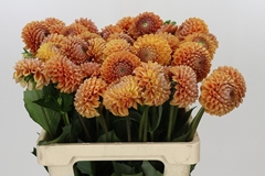 Dahlia Cornel Bronze 60cm