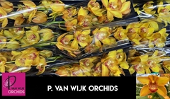Cymbidium Esther 50cm