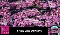 Cymbidium Cynthia 50cm