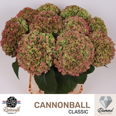 Hydrangea Cannonball Classic 65cm 20-22cm Hd