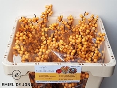 Ilex Verticillata Golden Verboom 45cm