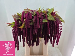 Amaranthus Caudatus Rosary 80cm