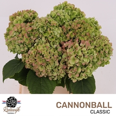 Hydrangea Cannonball Classic 40cm 11-13cm Hd