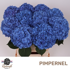 Hydrangea Pimpernel 80cm 18-20cm Hd