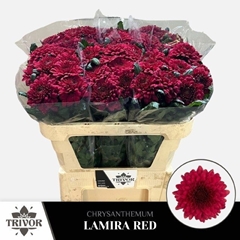 Chrysanth Single Lamira Red 70cm 60gr.