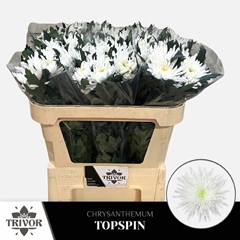 Chrysanth Single Topspin 70cm 60gr.