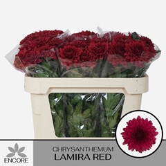 Chrysanth Single Lamira Red 70cm 45gr.