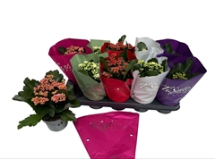 Kalanchoe Double Mix 12Ø 25cm