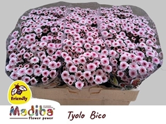 Chrysanth Santini Madiba Tyolo Bico 50cm 24gr.