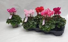 Cyclamen Midi Super Serie Macro 12Ø 30cm